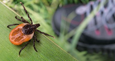 First case of tick-borne babesiosis confirmed in England